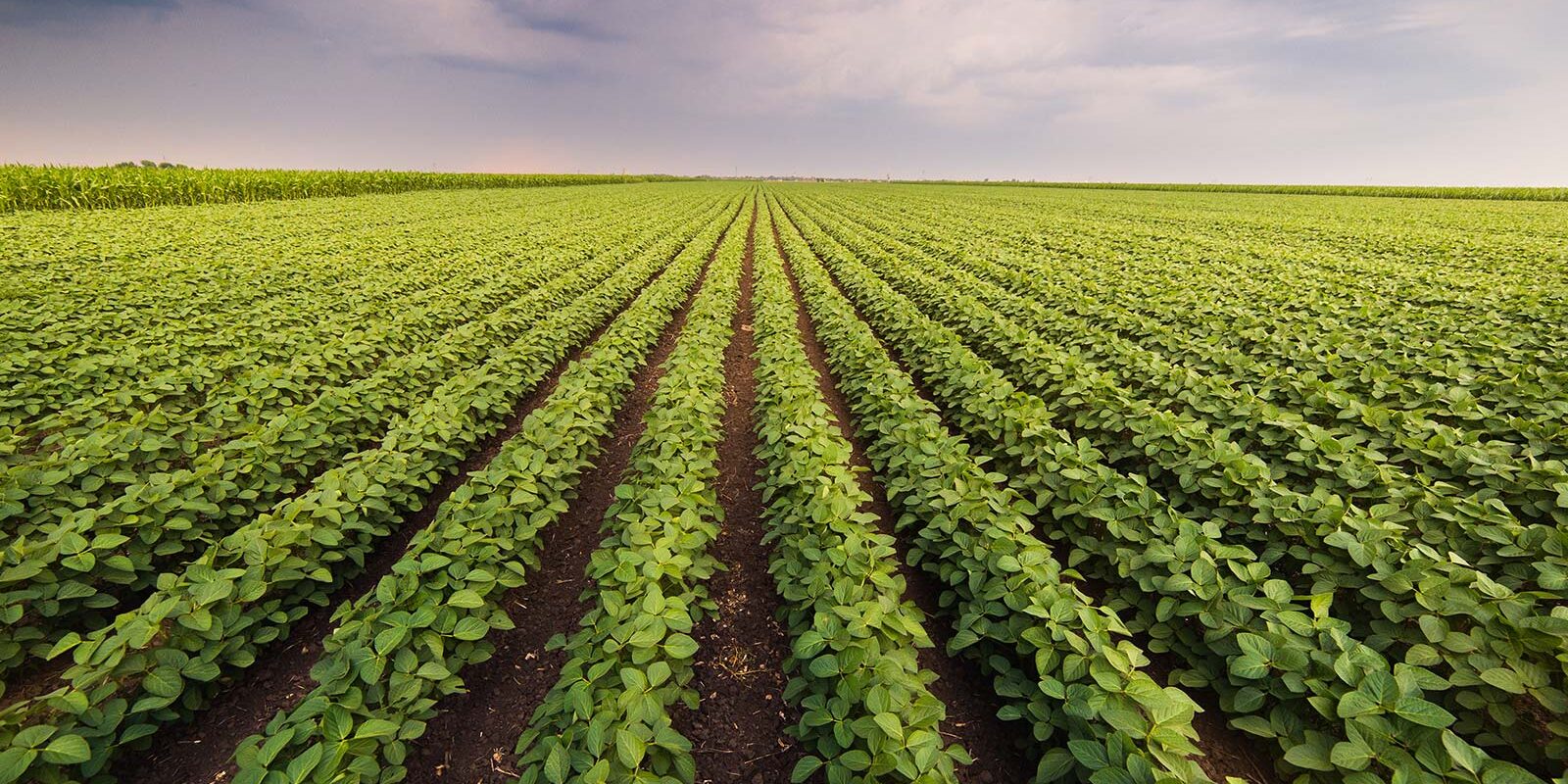 avocat real estate avocat real estate